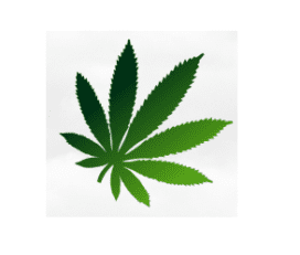 Cannabis Supply Co. – Windsor